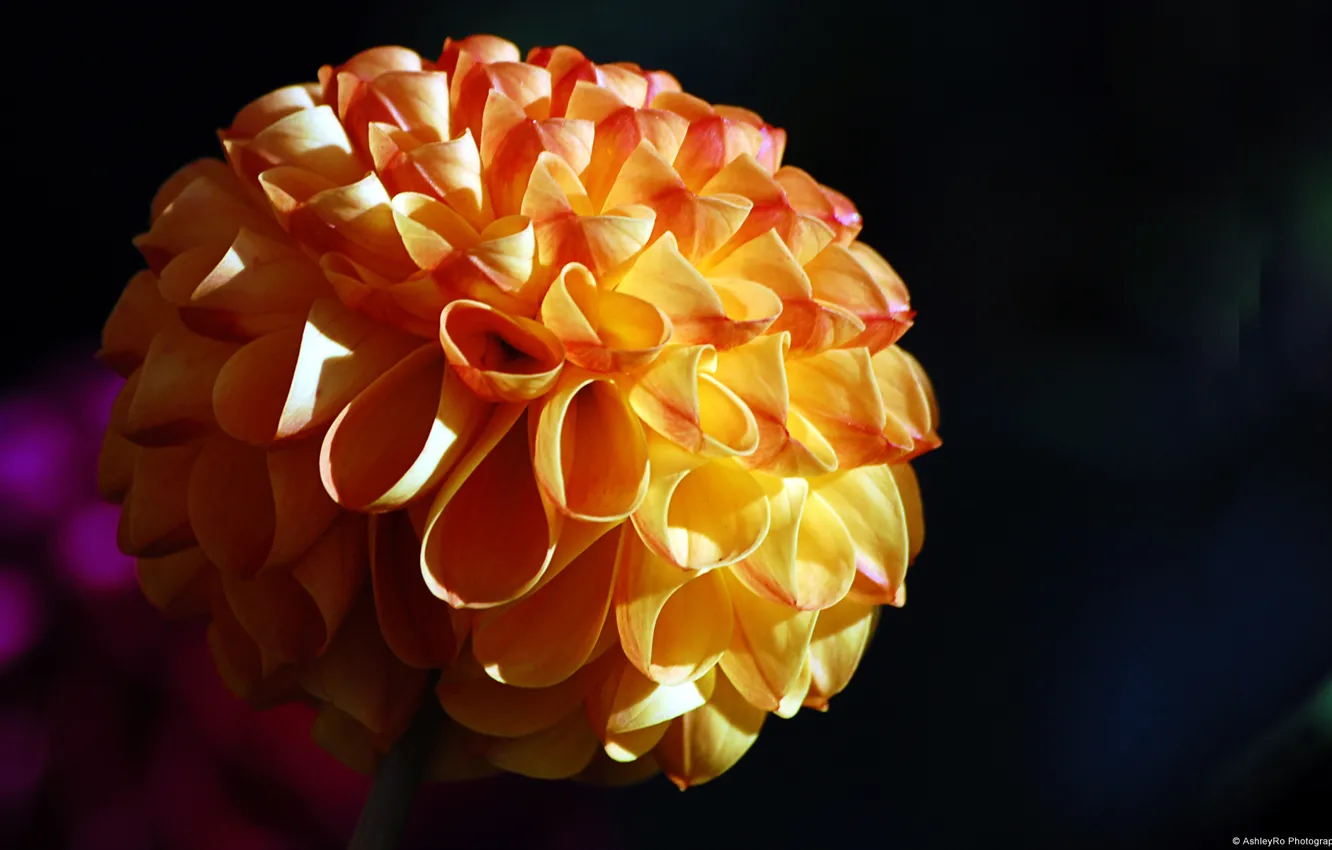 Photo wallpaper macro, flowers, Ribbon Flower