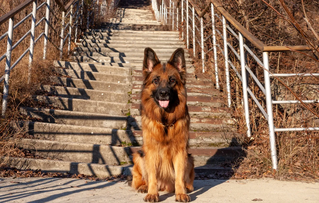 Photo wallpaper dog, red, German shepherd, longhair, Norway de Zauber Hof