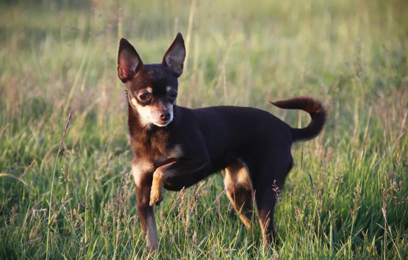 Photo wallpaper dogs, background, animal, Wallpaper, dog, walk, dog, Chihuahua