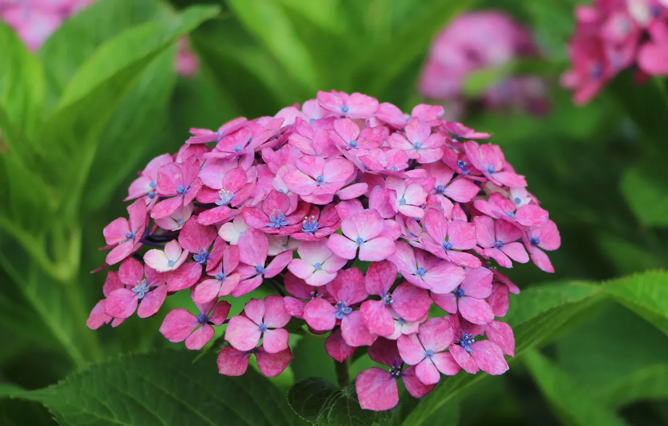 Photo wallpaper macro, nature, petals, inflorescence