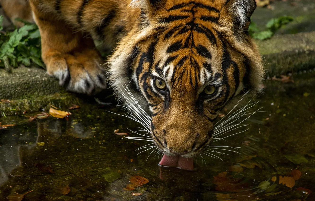 Photo wallpaper autumn, look, face, leaves, water, tiger, drink, pond