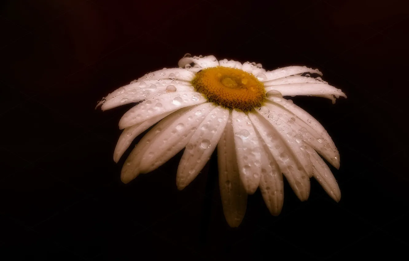 Photo wallpaper flower, background, Daisy