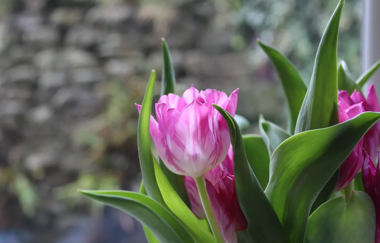 Photo wallpaper glass, leaves, light, flowers, bouquet, spring, window, tulips