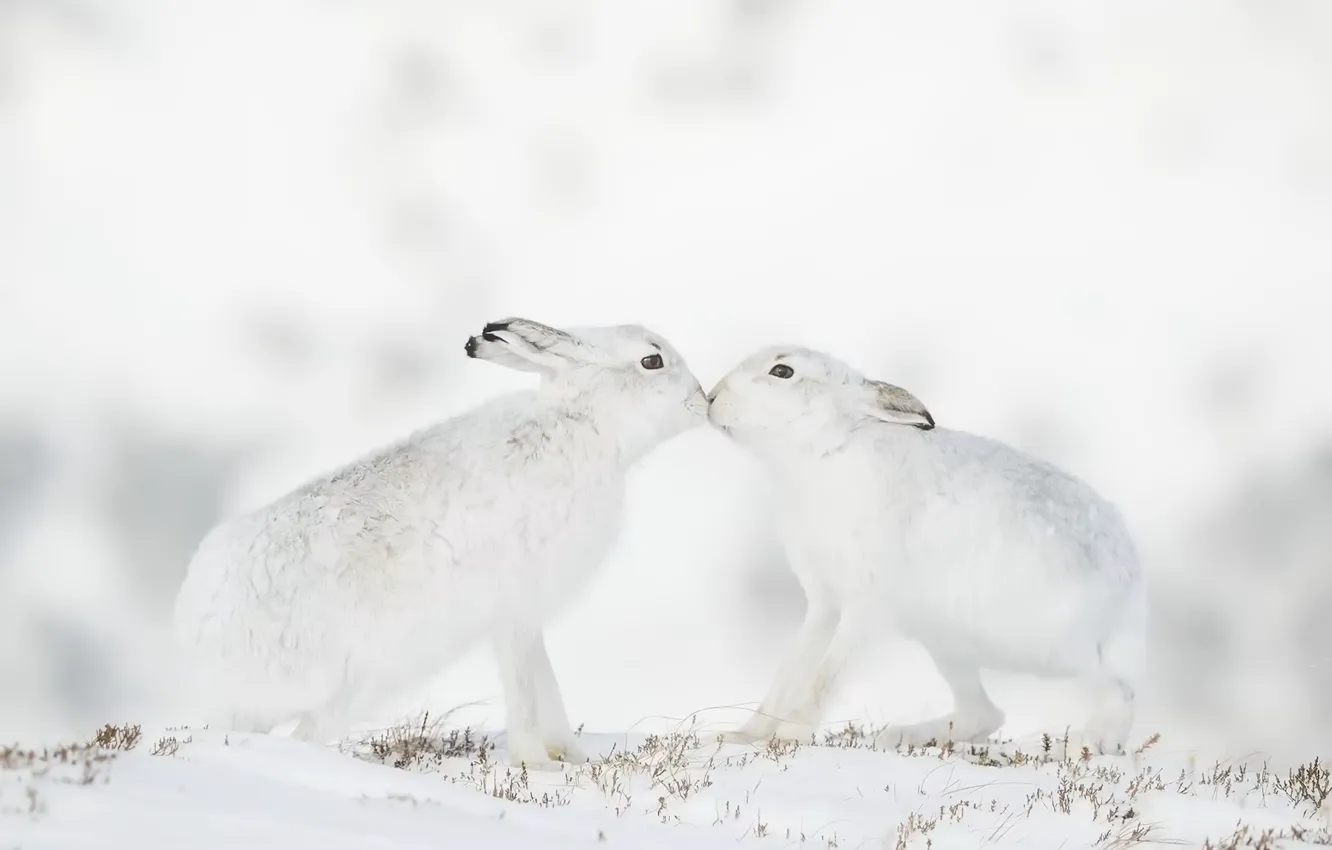 Photo wallpaper winter, nature, hare