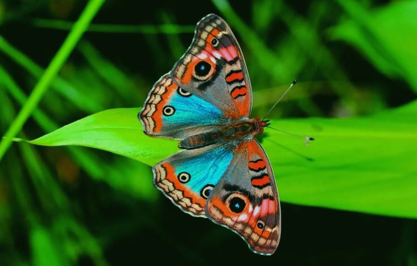 Photo wallpaper leaves, microsemi, butterfly, wings, insect, beautiful, closeup