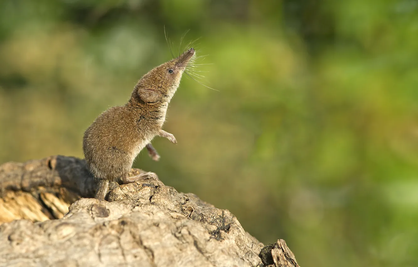 Photo wallpaper trees, stump, stand, rodent, shrew