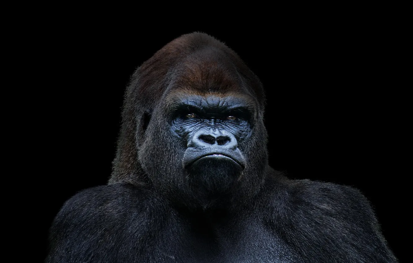 Photo wallpaper gorilla, black, Gorilla