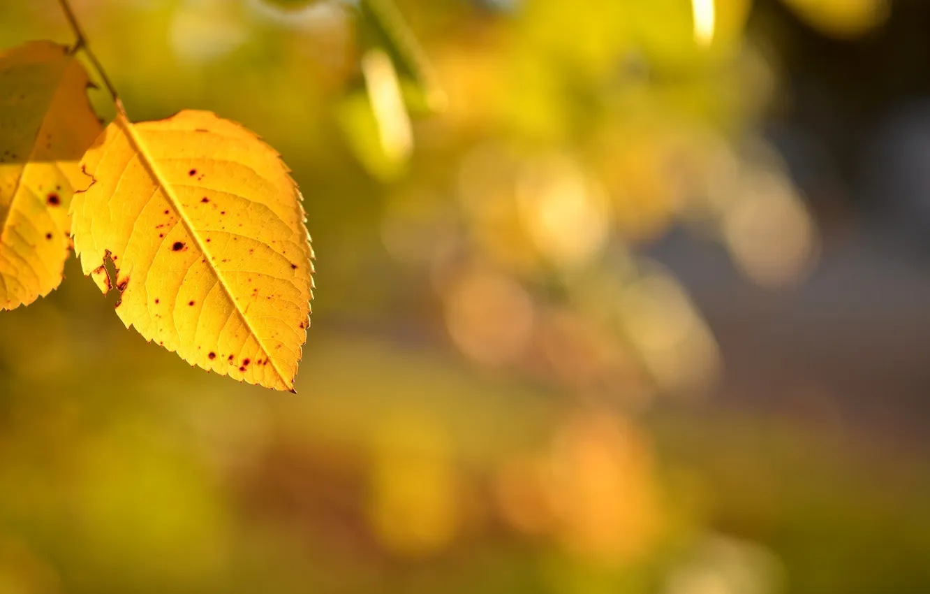 Photo wallpaper greens, autumn, leaves, macro, yellow, blur, leaves, bokeh