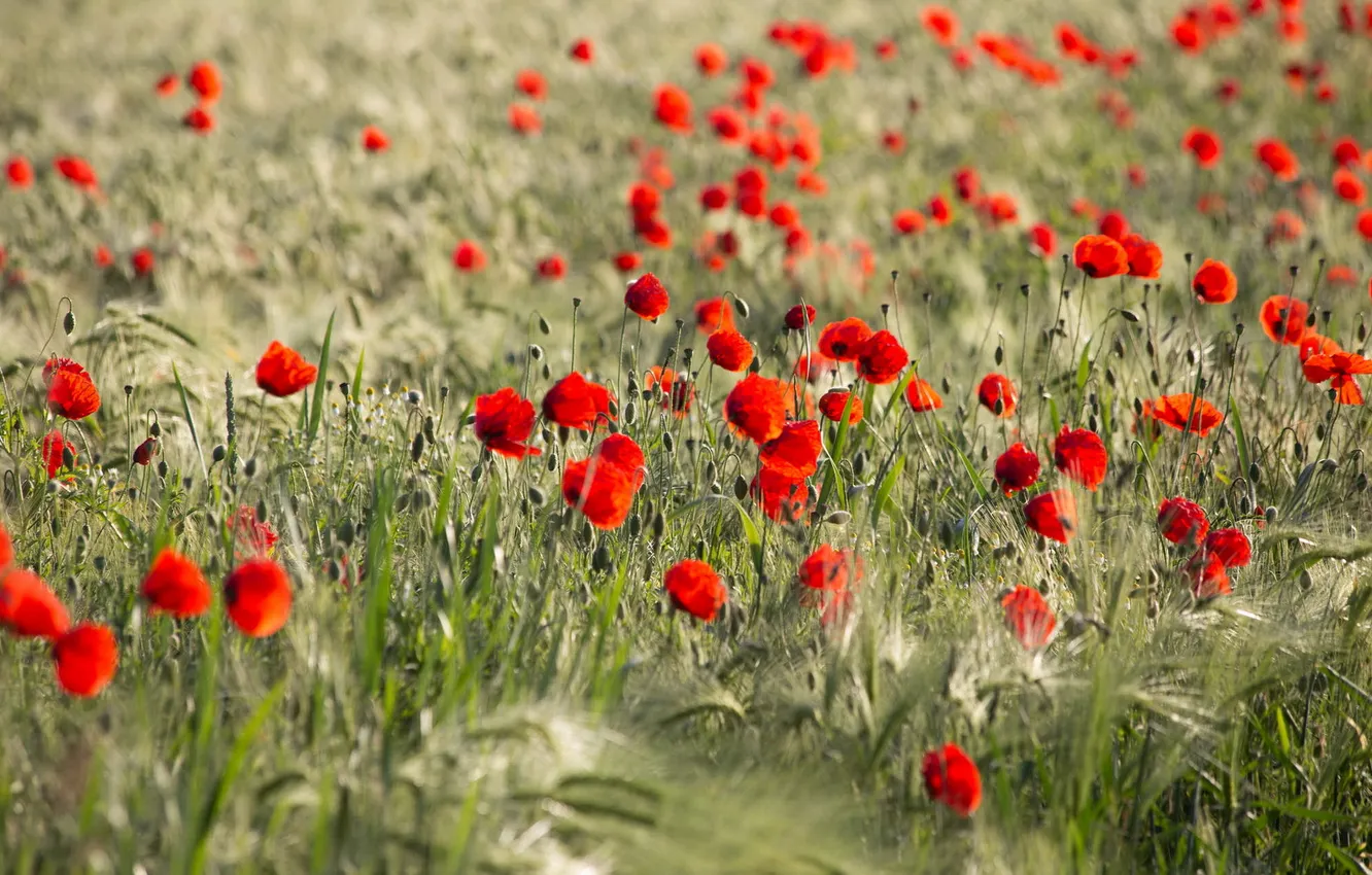 Photo wallpaper summer, nature, Maki