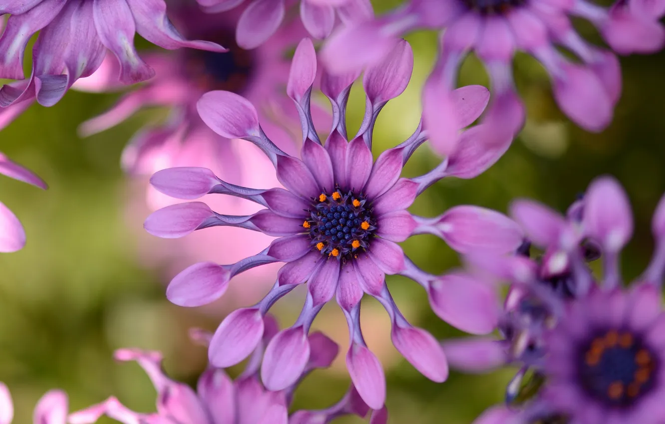 Photo wallpaper flowers, petals, flowering, Osteospermum