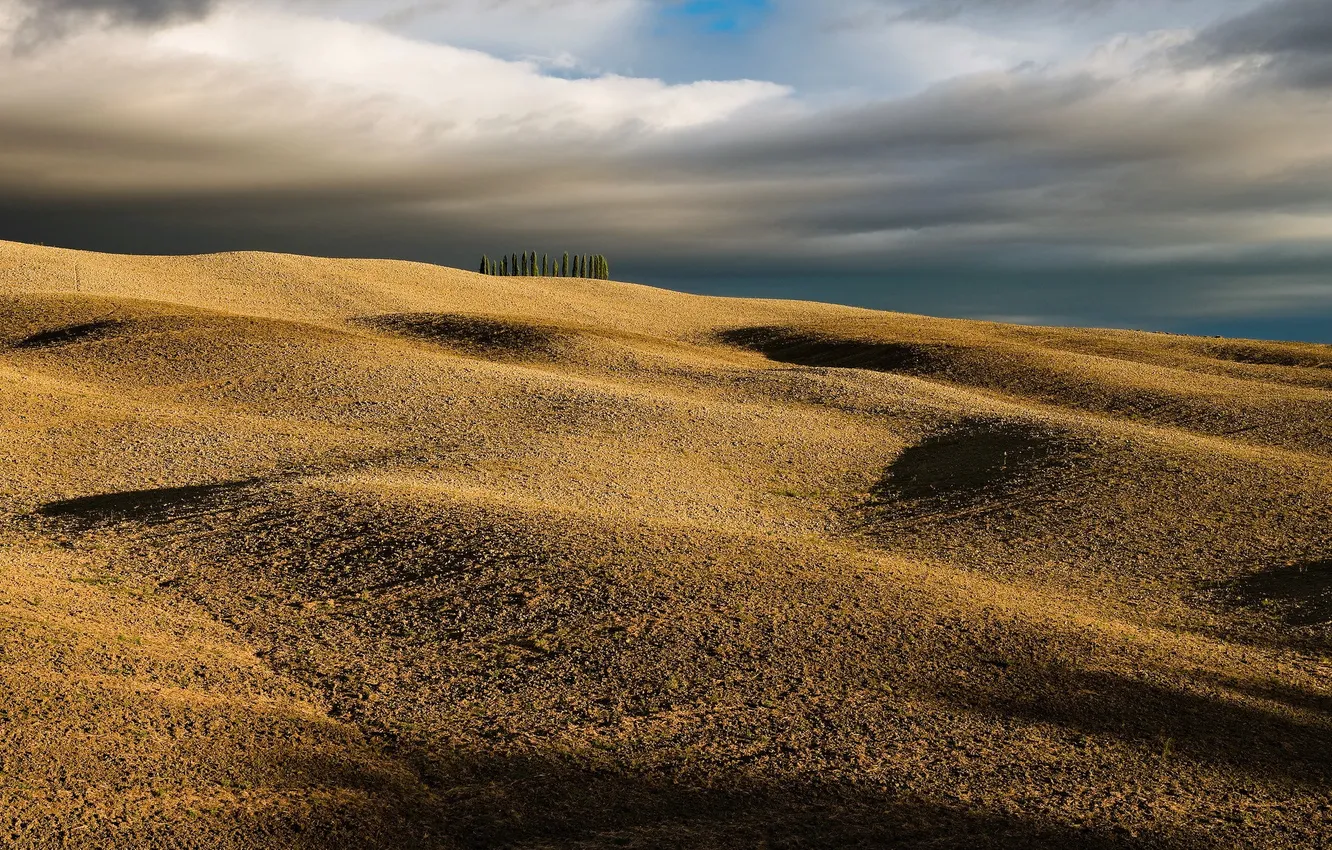 Photo wallpaper field, the sky, trees