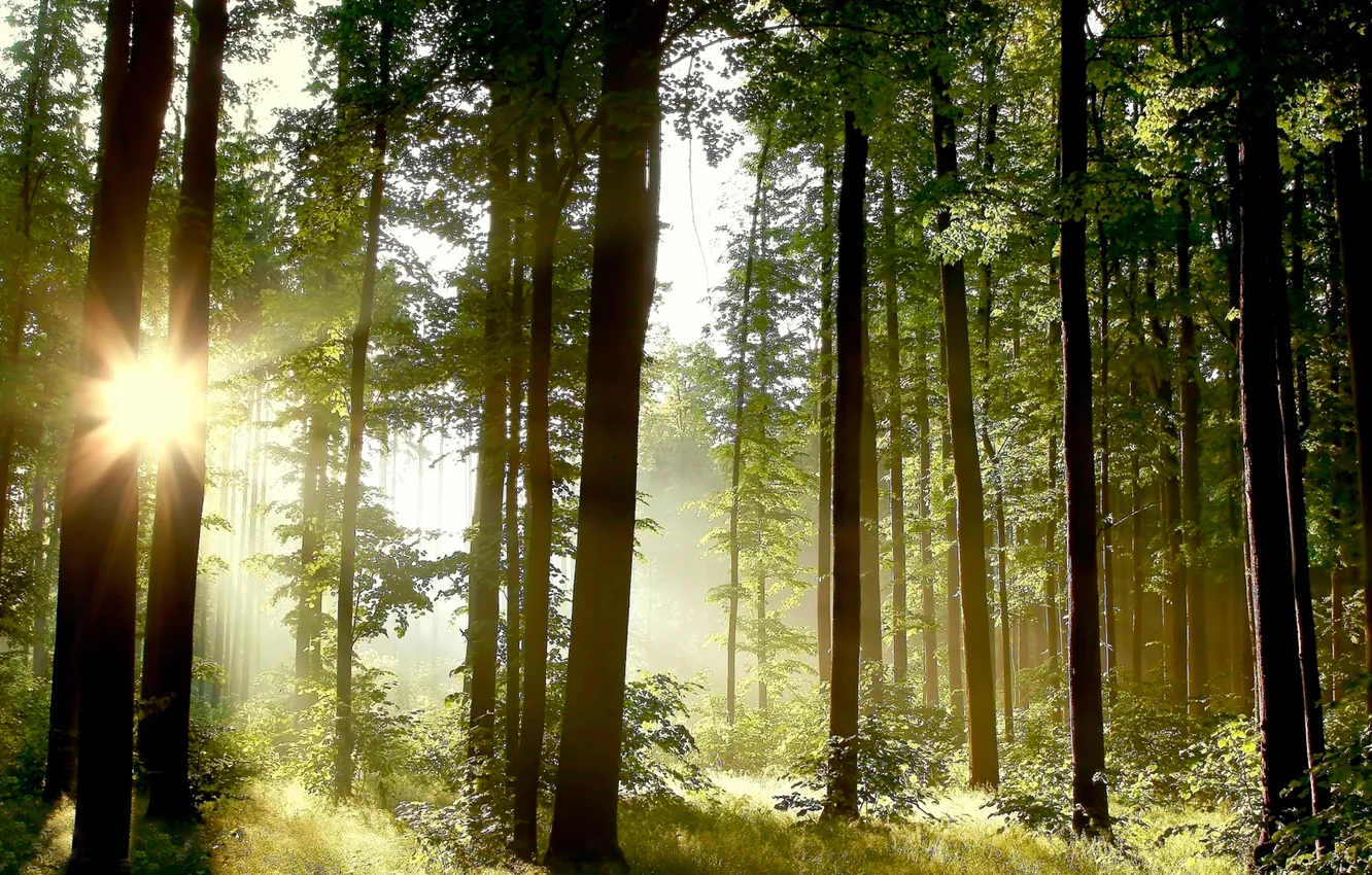 Photo wallpaper forest, the sun, trees, nature