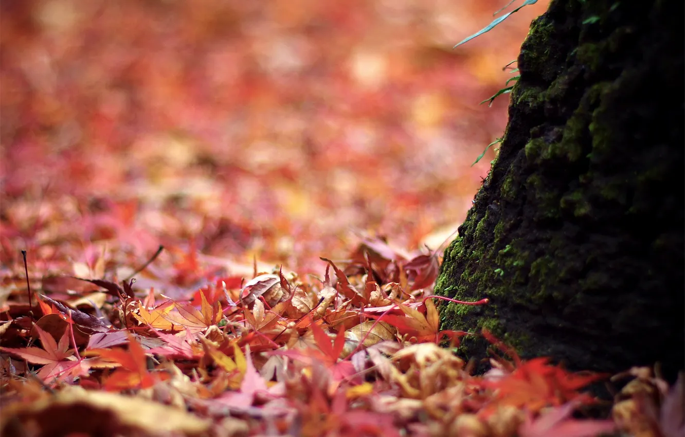 Photo wallpaper macro, nature, foliage, moss, trunk
