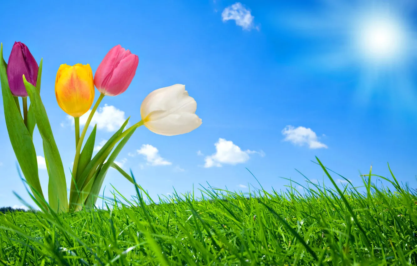 Photo wallpaper the sun, flowers, nature