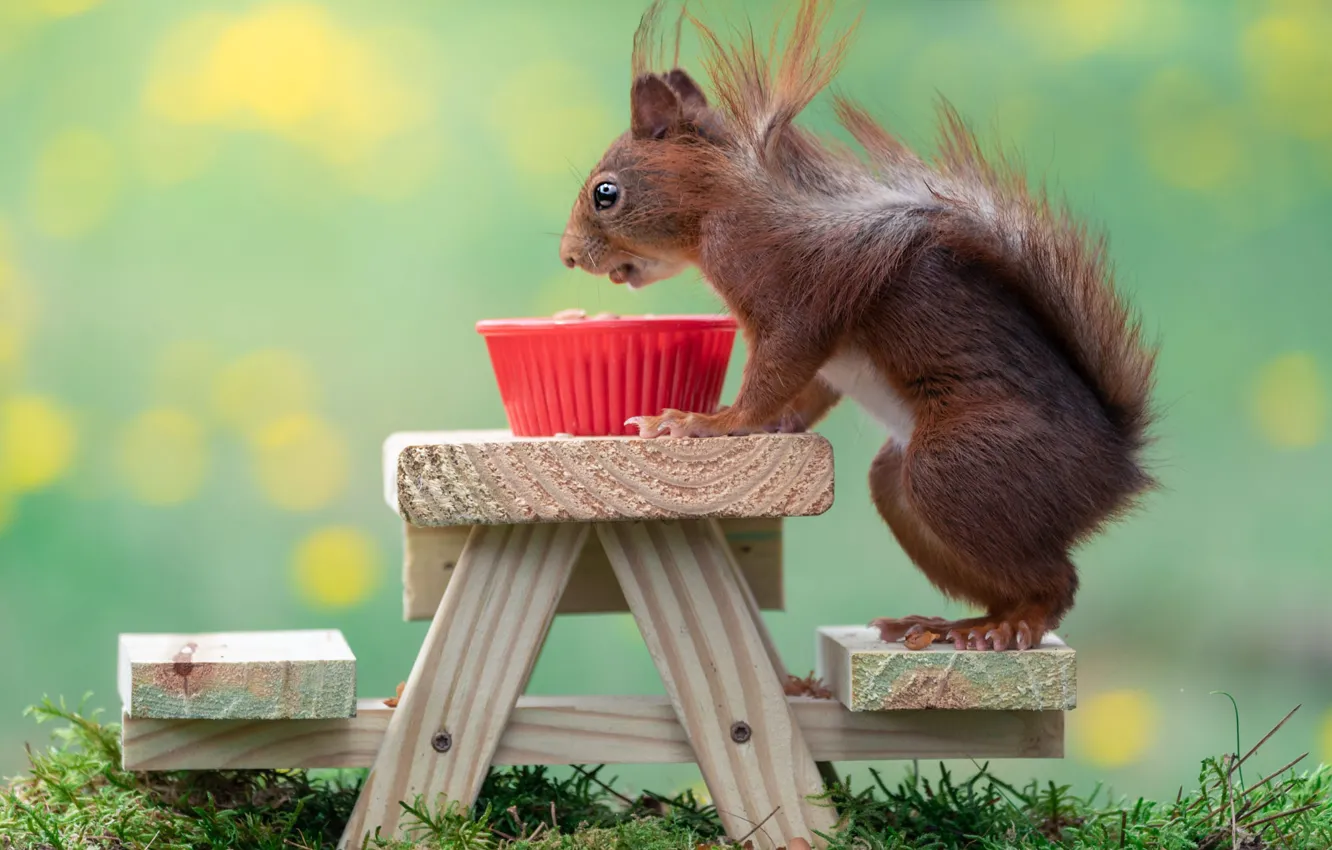 Photo wallpaper pose, look, bowl, treated, nature, stand, table, protein