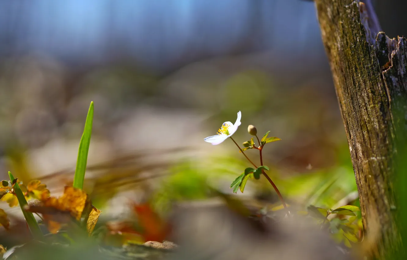 Photo wallpaper summer, trees, flowers, nature