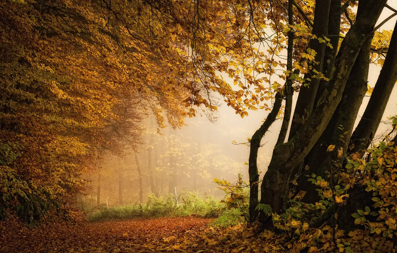 Photo wallpaper leaves, trees, photo, trunk