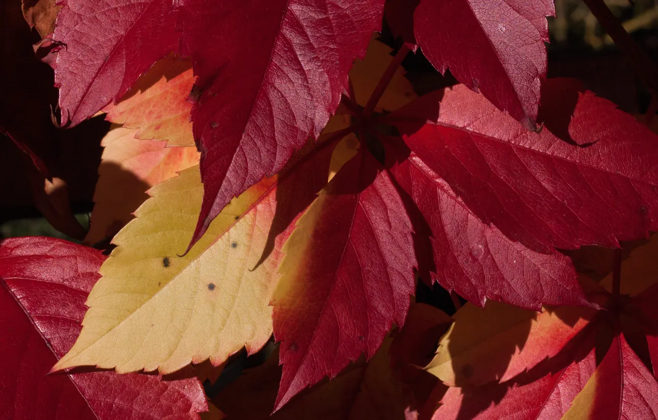 Photo wallpaper leaves, Wallpapers, flavor