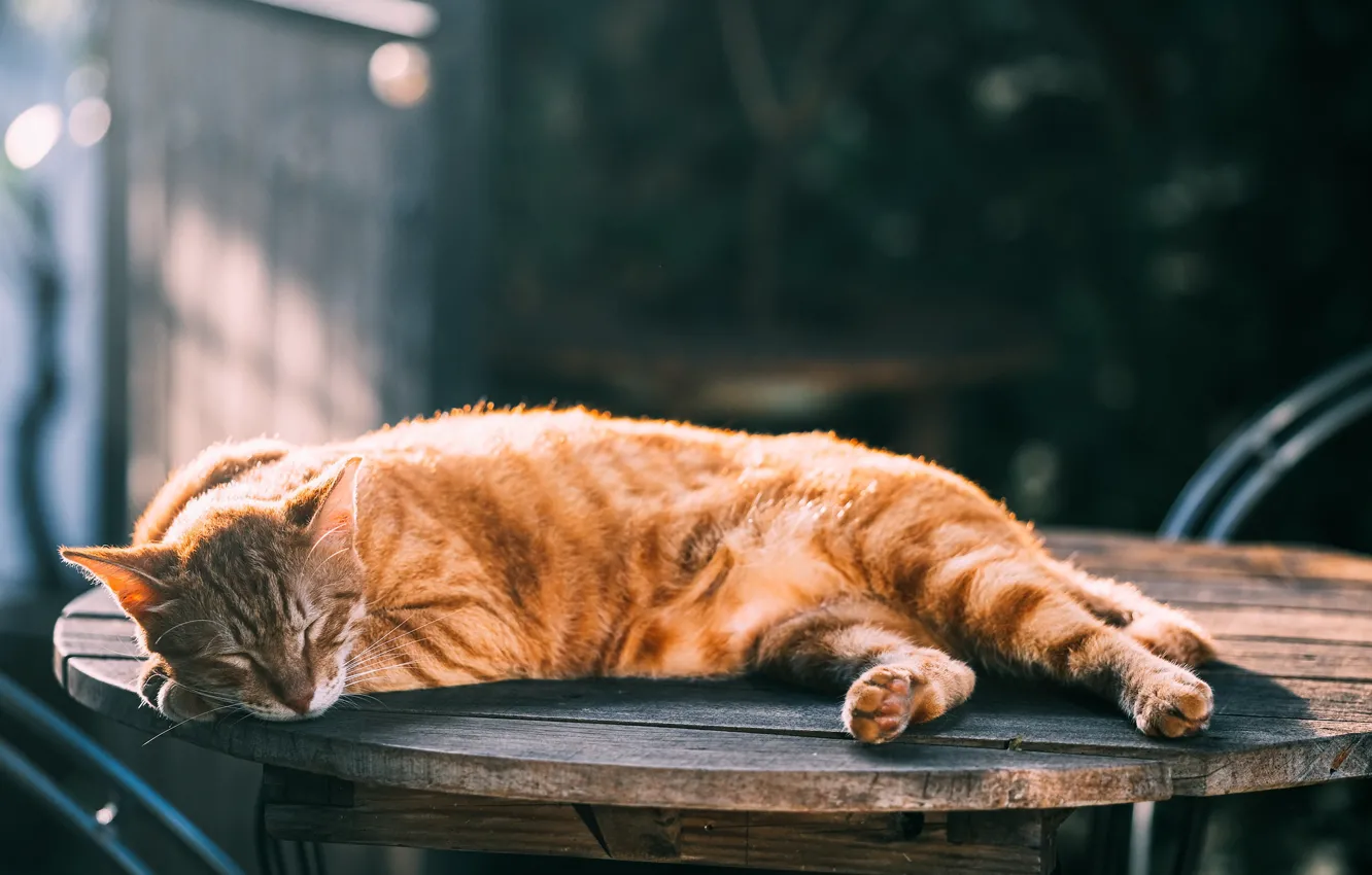 Photo wallpaper cat, red, sleeping