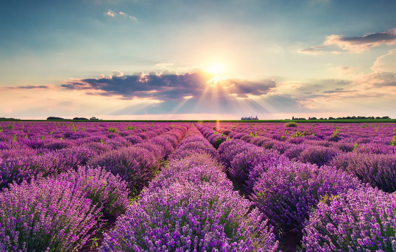 Photo wallpaper a number, flowers, plantation, light, the sky, lavender field, lavender, field