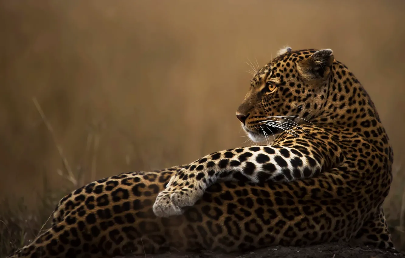 Photo wallpaper leopard, Kenya, Masai Mara, Clement Mwangi, poseur