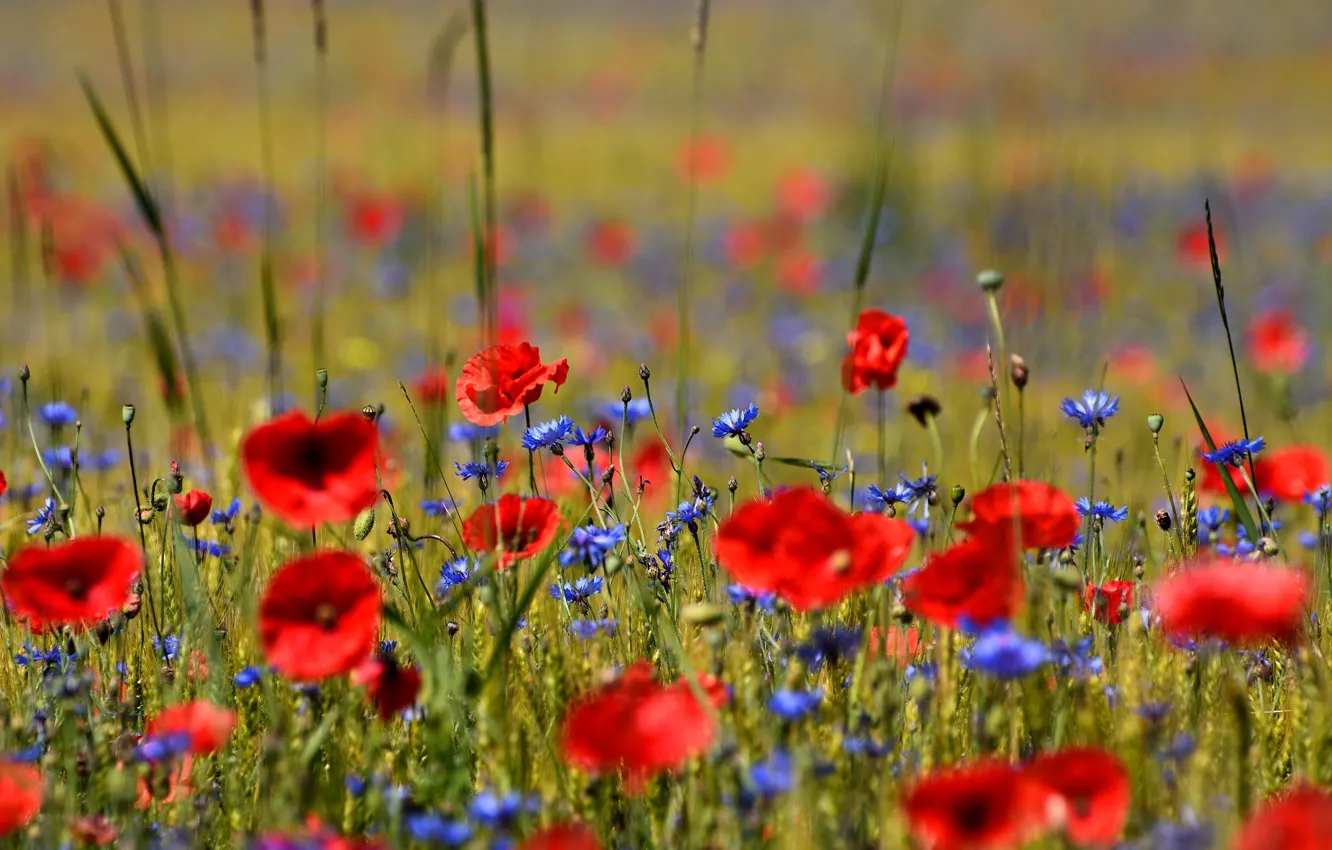 Photo wallpaper summer, Maki, meadow, cornflowers