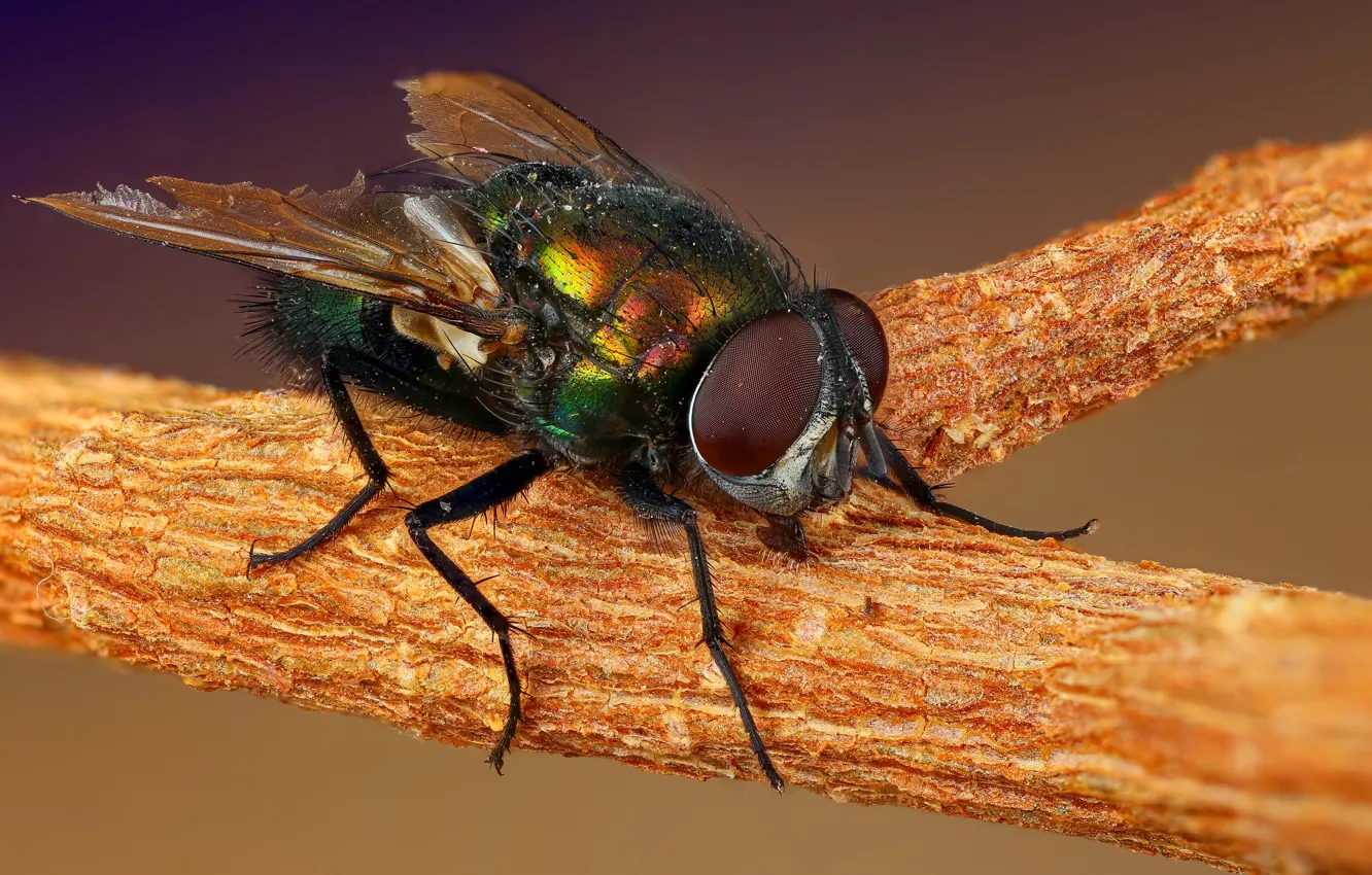 Photo wallpaper macro, fly, insect