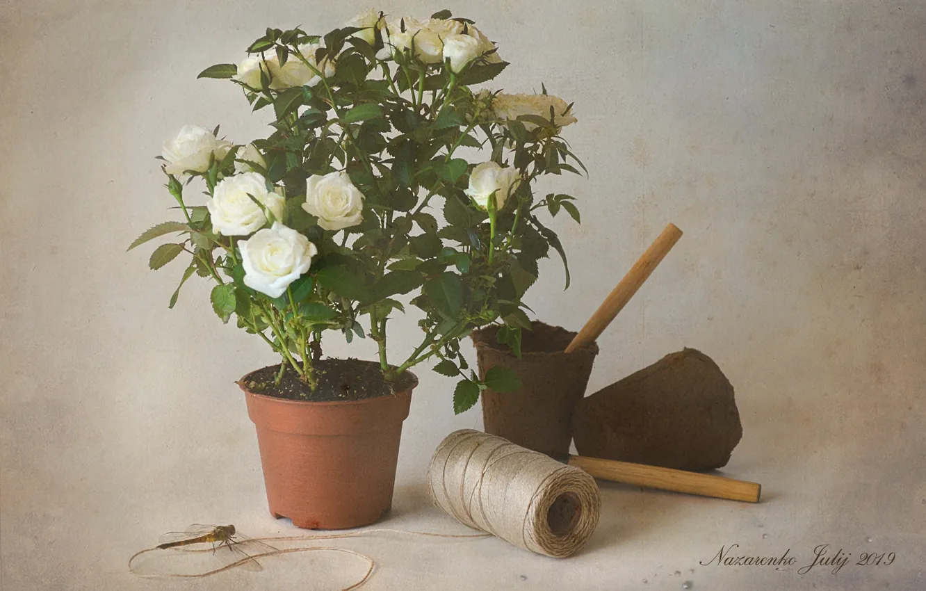 Photo wallpaper flowers, roses, dragonfly, insect, still life, thread, pots