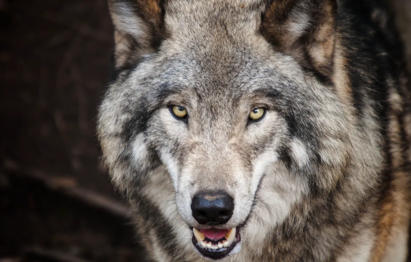Photo wallpaper Predator, nature, animal, wolf, wildlife, portrait, portrait., Canis lupus. face