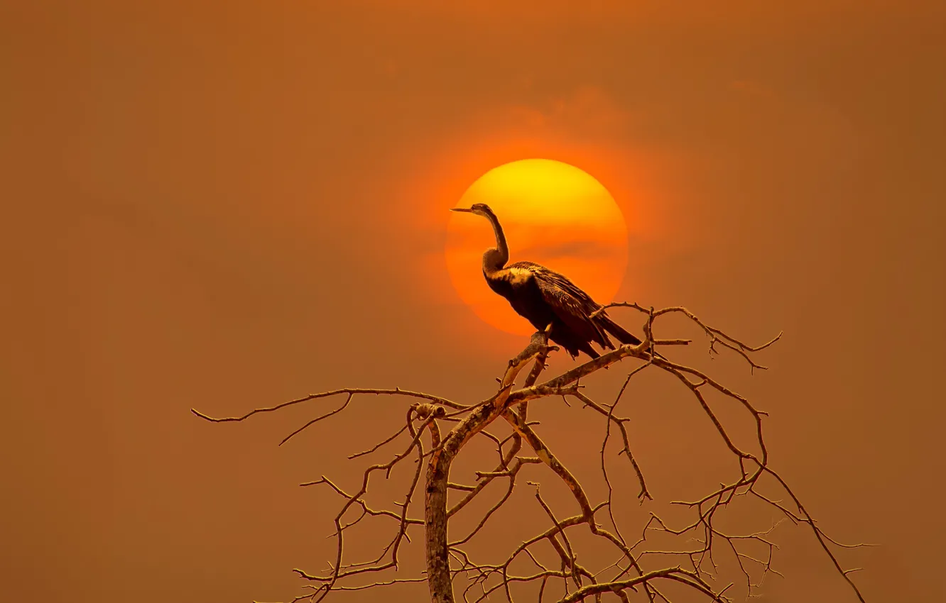 Photo wallpaper the sun, trees, sunset, branches, bird