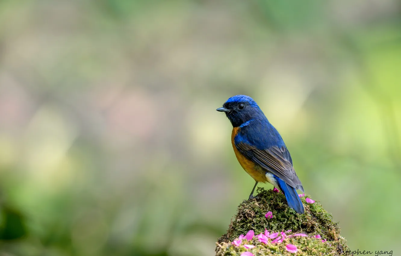 Photo wallpaper blue, bird, bright, baby