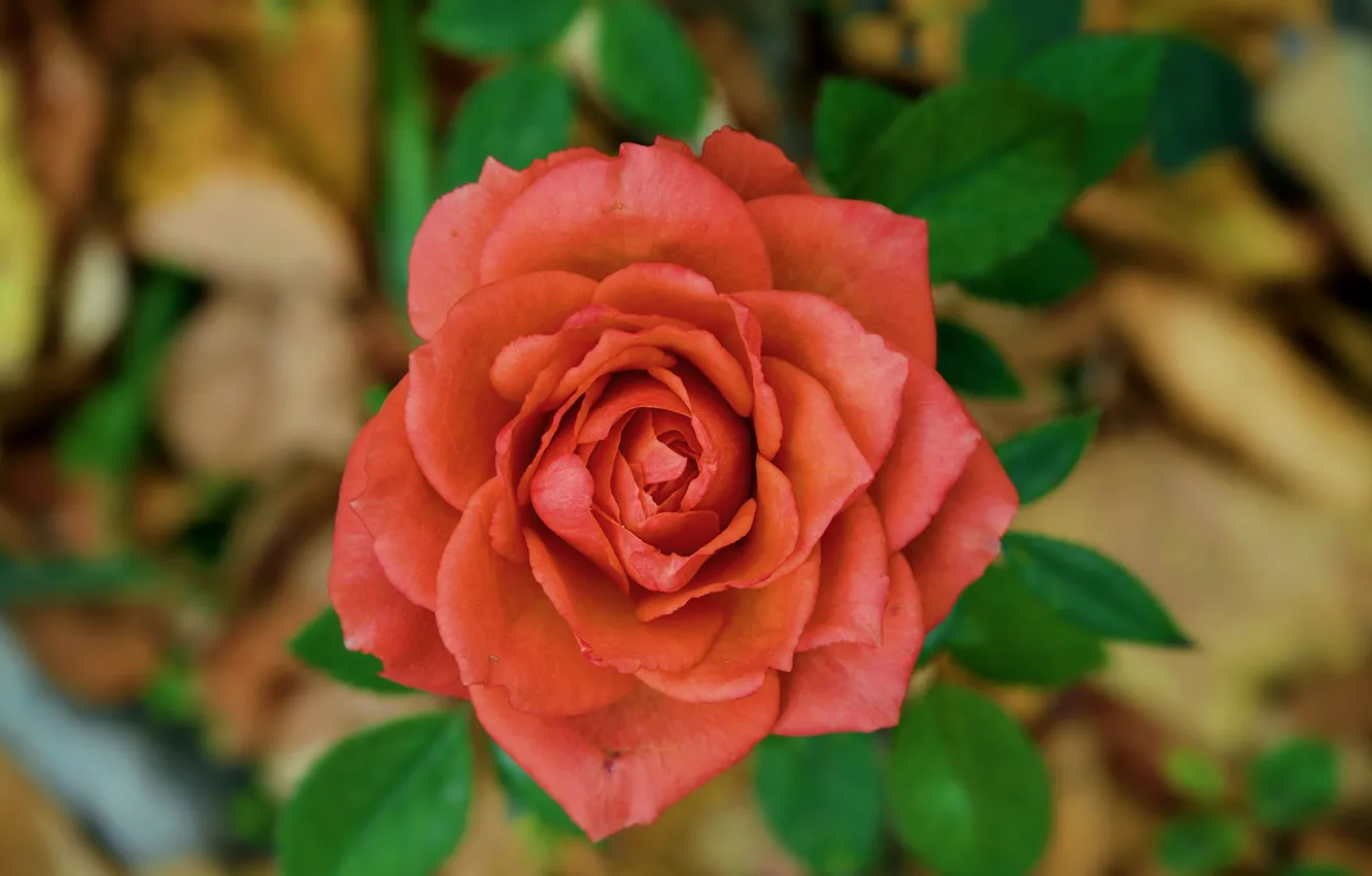 Photo wallpaper roses, rose, bokeh, bokeh