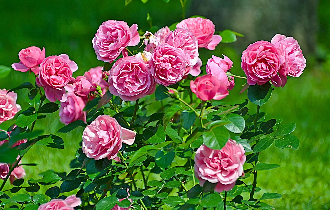 Photo wallpaper Bush, roses, rose Bush