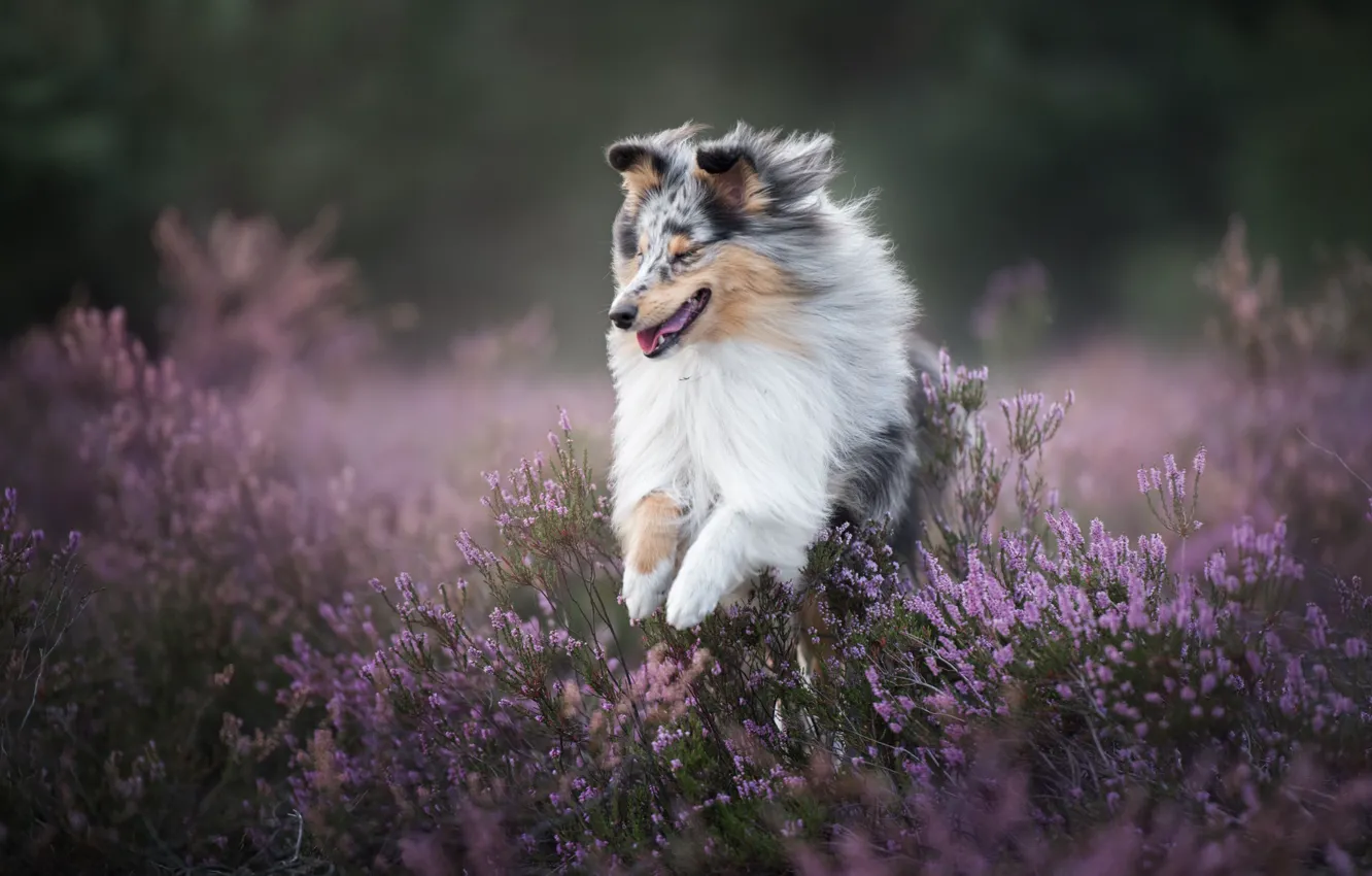 Photo wallpaper joy, mood, dog, walk, Sheltie, Heather, Shetland Sheepdog