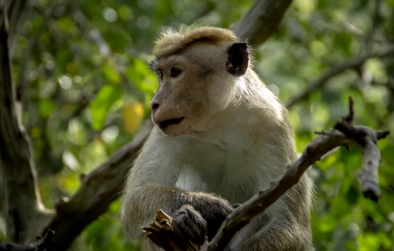 Photo wallpaper monkey, nature, background, Sri Lanka, thanujan, thanujan thanabalasingam, thanujan13, Thanujan_t