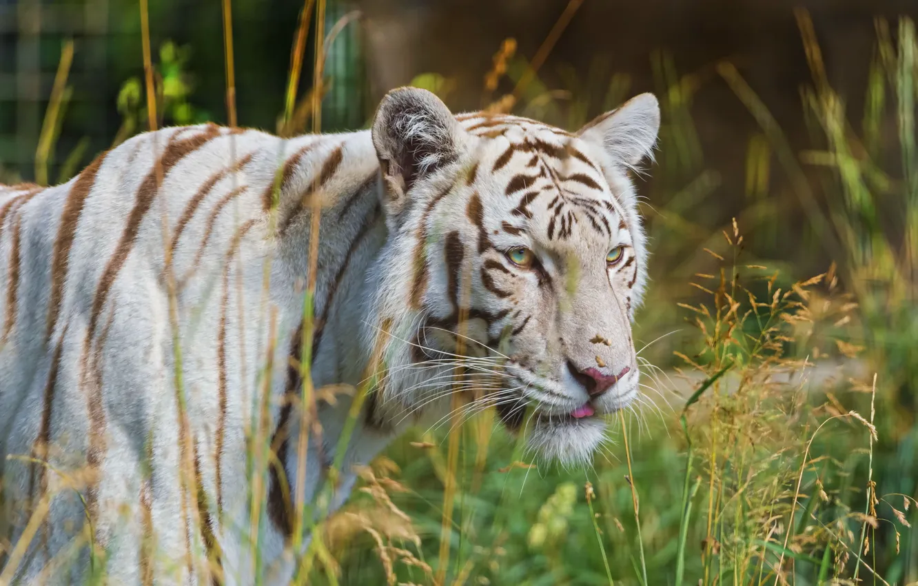 Photo wallpaper white, grass, tiger, predator, profile
