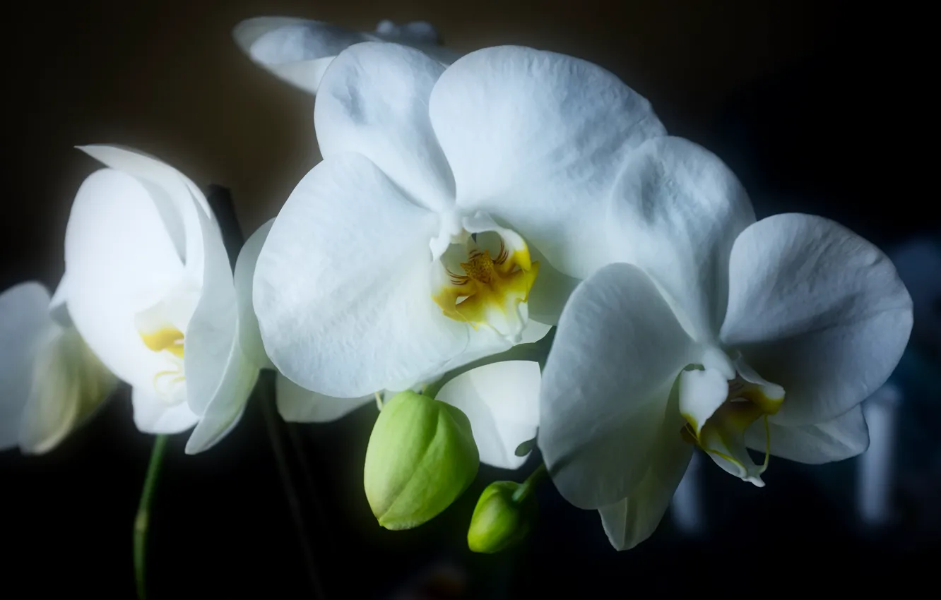 Photo wallpaper light, flowers, the dark background, white, orchids