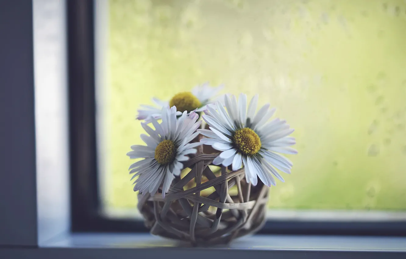 Photo wallpaper flowers, chamomile, window