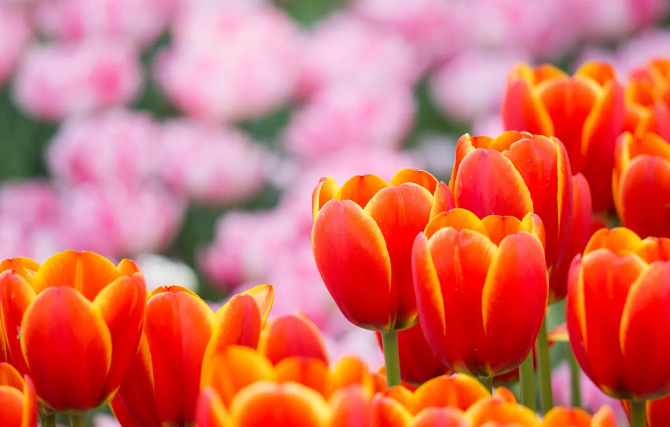 Photo wallpaper flowers, petals, blur, Tulips, pink, orange