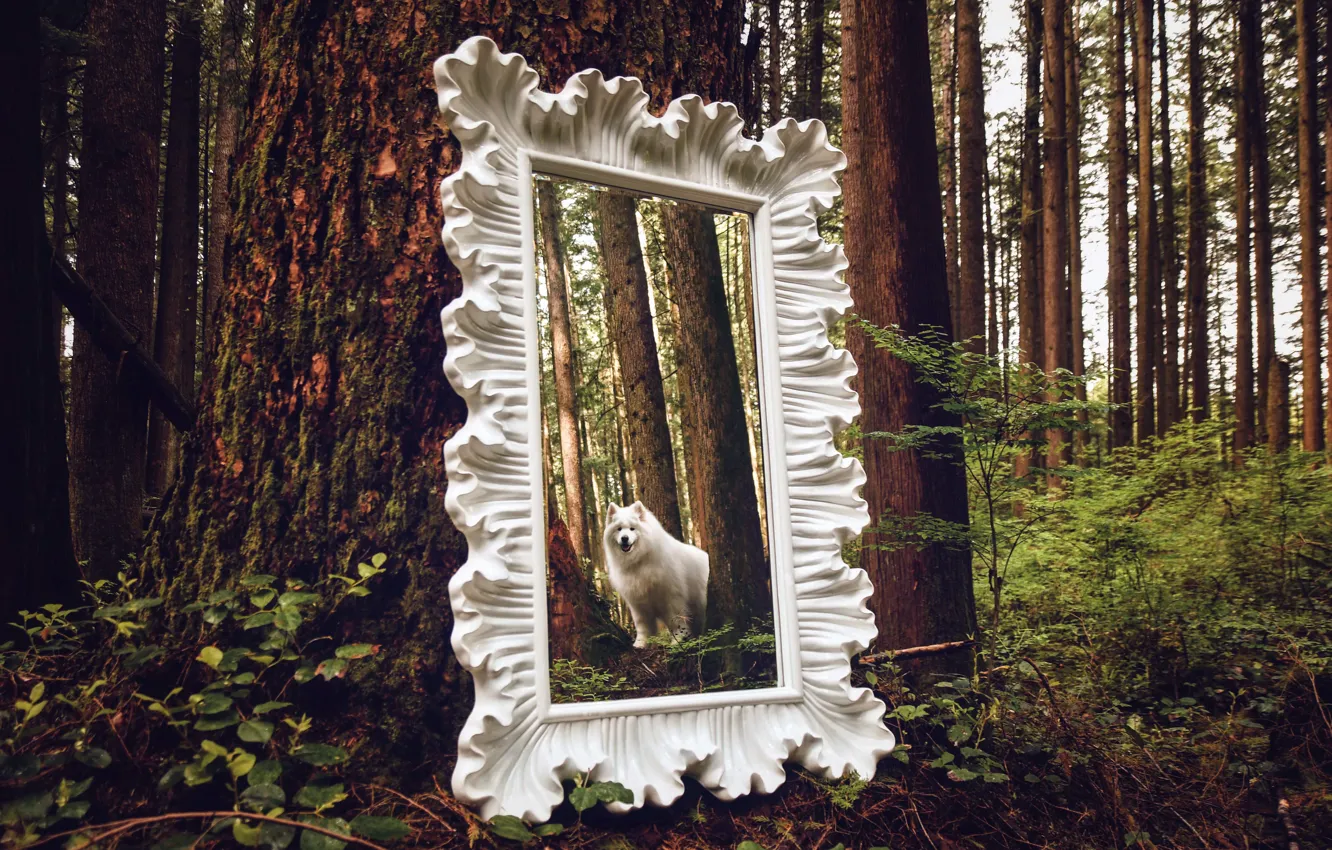 Photo wallpaper dog, look, pose, face, Samoyed