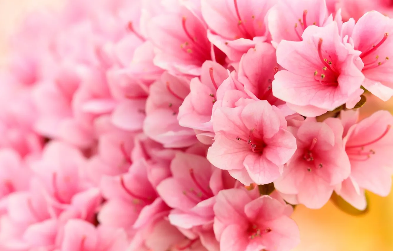 Photo wallpaper pink, Azalea, rhododendrons
