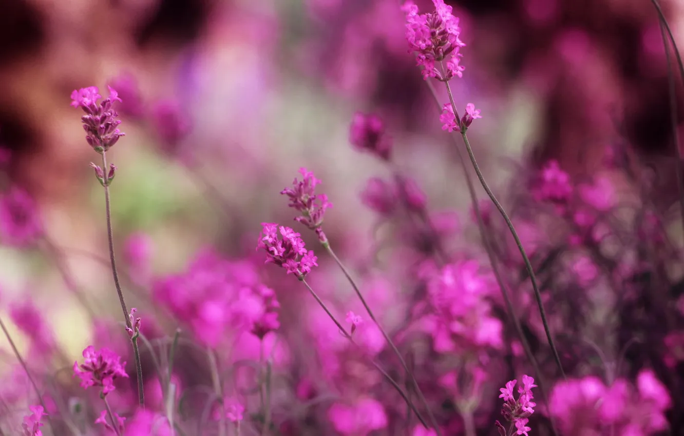 Photo wallpaper macro, flowers, lavender