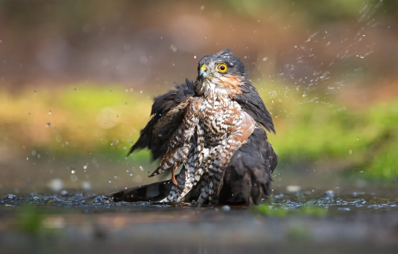 Photo wallpaper water, bird, Eurasian Sparrowhawk