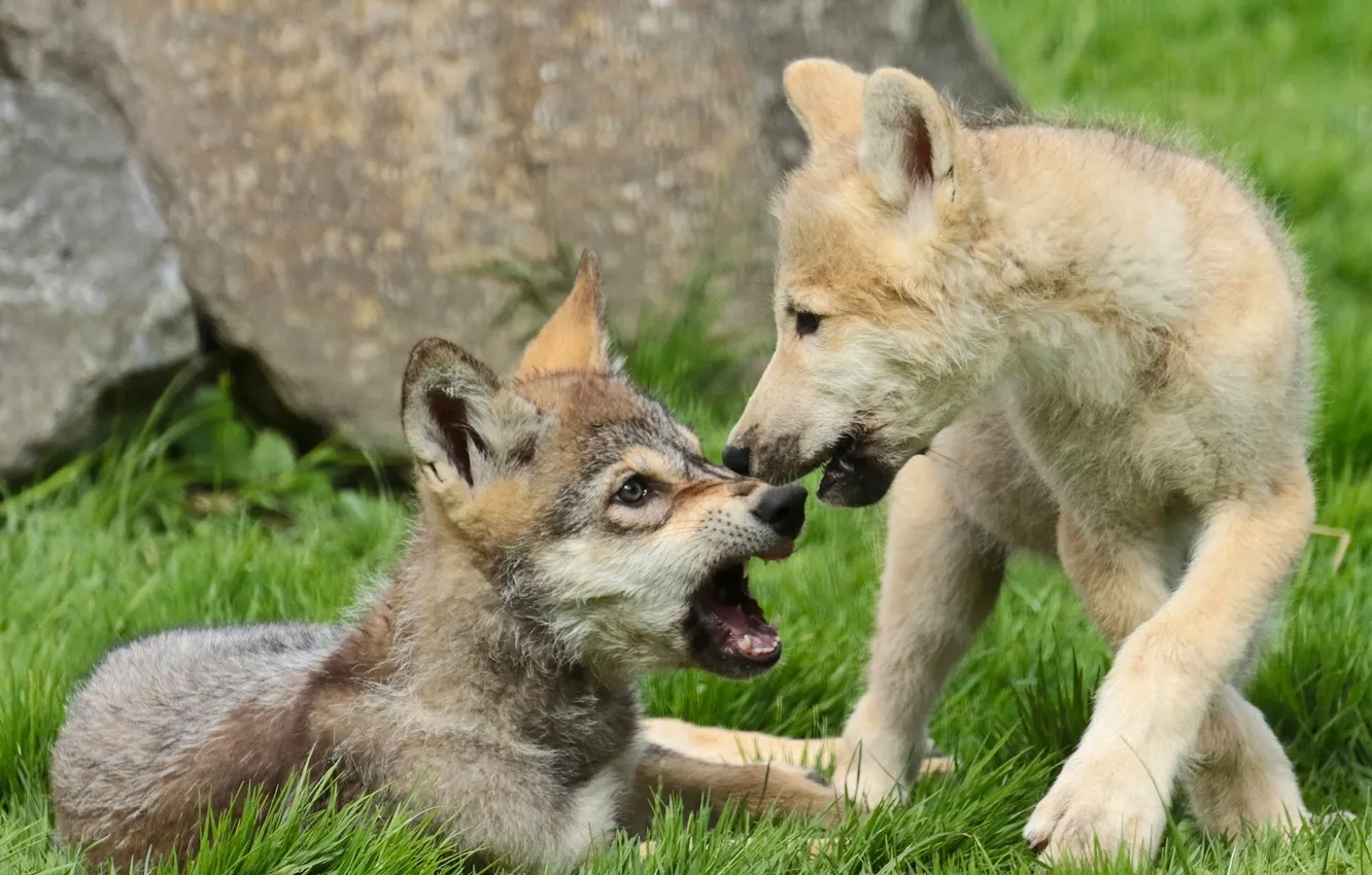 Photo wallpaper puppies, wolves, the cubs