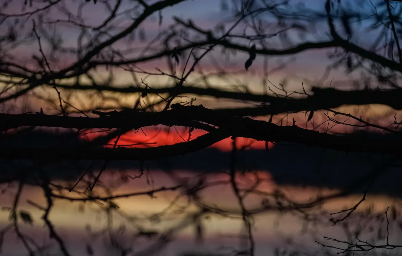 Photo wallpaper twilight, sunset, lake, dusk, branches, silhouettes
