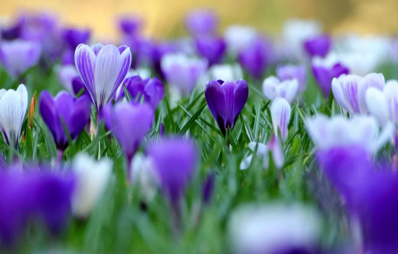 Photo wallpaper white, flowers, green, lilac