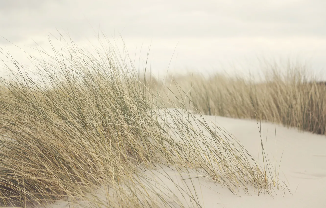 Photo wallpaper grass, wind, dune
