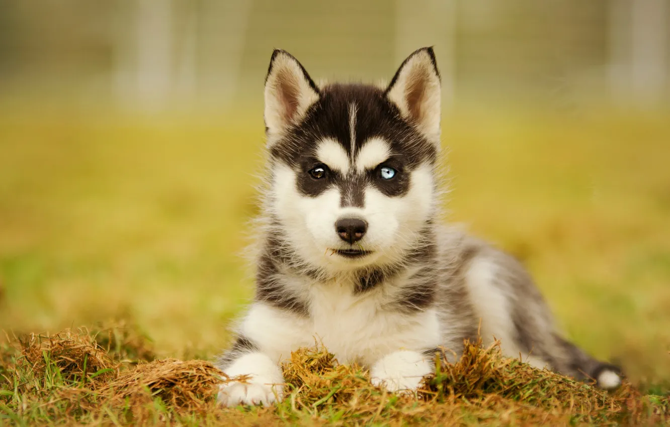 Photo wallpaper look, dog, puppy, husky