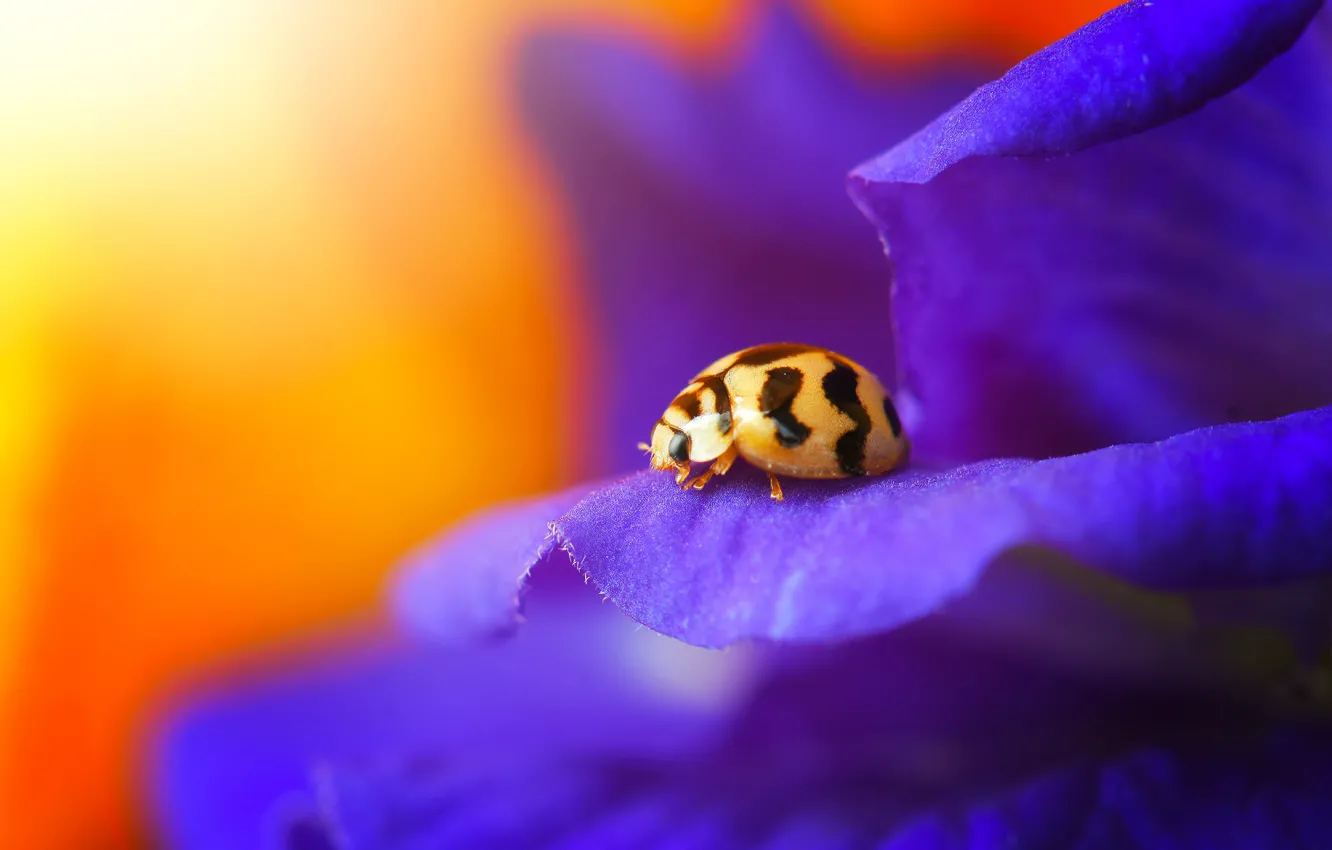 Photo wallpaper Beetle, ladybug, insect