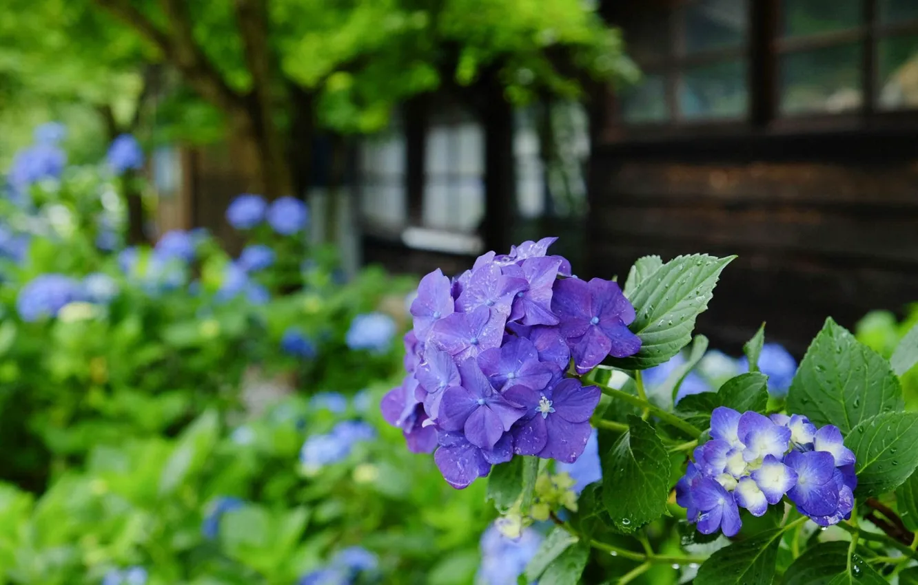 Photo wallpaper drops, garden, Japan, lilac, hydrangea